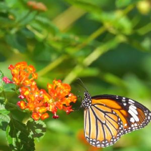 Butterflies On The Move: All About Monarch Migration | Nightly News: Kids Edition