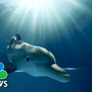 Star Of ‘Dolphin Tale’ Movies In Critical Condition At Florida Aquarium