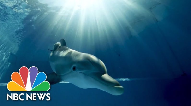Star Of ‘Dolphin Tale’ Movies In Critical Condition At Florida Aquarium