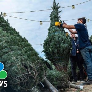Supply Chain Issues Raise Prices Of Christmas Trees, Create Scarcity