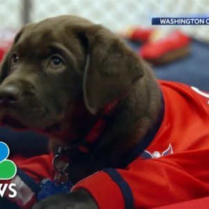 Washington Capitals Help Train Service Dogs For Veterans