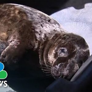 Seal Pup Recovering At Rescue Center After Found Wandering Long Island Streets