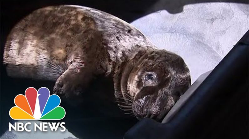Seal Pup Recovering At Rescue Center After Found Wandering Long Island Streets